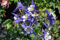 Kirigami Deep Blue and White Columbine (Aquilegia caerulea 'Kirigami Deep Blue and White') at The Mustard Seed