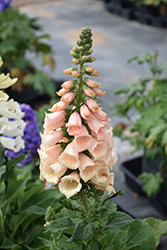 Dalmatian Peach Foxglove (Digitalis purpurea 'Dalmatian Peach') at The Mustard Seed