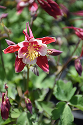 Kirigami Red and White Columbine (Aquilegia caerulea 'Kirigami Red and White') at The Mustard Seed