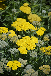 Desert Eve Yellow Yarrow (Achillea millefolium 'Desert Eve Yellow') at The Mustard Seed