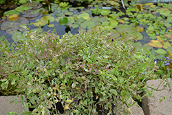 Flamingo Variegated Water Celery (Oenanthe javanica 'Flamingo') at The Mustard Seed