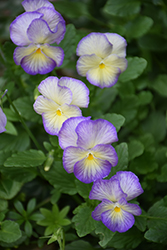 Etain Pansy (Viola 'Etain') at The Mustard Seed
