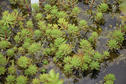 Red Stemmed Parrot Feather (Myriophyllum brasiliensis) at The Mustard Seed