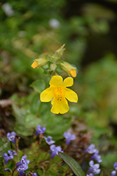 Yellow Monkey Flower (Mimulus guttatus) at The Mustard Seed