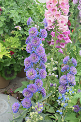 Highlander Sweet Sensation Larkspur (Delphinium 'Highlander Sweet Sensation') at The Mustard Seed