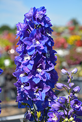 Dasante Blue Larkspur (Delphinium 'Dasante Blue') at The Mustard Seed