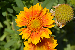 Mesa Peach Blanket Flower (Gaillardia x grandiflora 'Mesa Peach') at The Mustard Seed