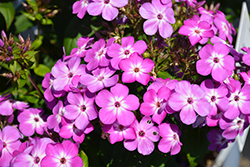 Flame Pro Purple Garden Phlox (Phlox paniculata 'Flame Pro Purple') at The Mustard Seed