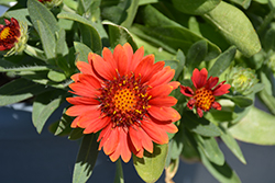 Gusto Paprika Blanket Flower (Gaillardia 'Gusto Paprika') at The Mustard Seed