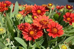 Gusto Paprika Blanket Flower (Gaillardia 'Gusto Paprika') at The Mustard Seed
