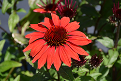 Panama Red Coneflower (Echinacea 'Panama Red') at The Mustard Seed