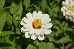 Profusion Double White Zinnia (Zinnia 'Profusion Double White') at The Mustard Seed