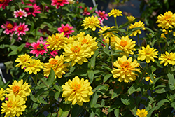 Profusion Double Yellow Zinnia (Zinnia 'Profusion Double Yellow') at The Mustard Seed