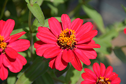 Profusion Double Hot Cherry Zinnia (Zinnia 'Profusion Double Hot Cherry') at The Mustard Seed