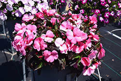 Sonic Light Pink New Guinea Impatiens (Impatiens 'Sonic Light Pink') at The Mustard Seed