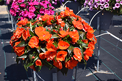 Sonic Orange New Guinea Impatiens (Impatiens 'Sonic Orange') at The Mustard Seed