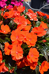 Sonic Orange New Guinea Impatiens (Impatiens 'Sonic Orange') at The Mustard Seed