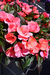 Sonic Salmon New Guinea Impatiens (Impatiens 'Sonic Salmon') at The Mustard Seed