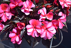 Sonic Sweet Purple New Guinea Impatiens (Impatiens 'Sonic Sweet Purple') at The Mustard Seed