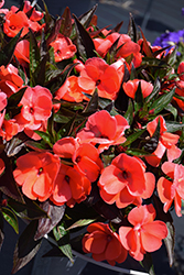 Super Sonic Dark Salmon New Guinea Impatiens (Impatiens hawkeri 'Super Sonic Dark Salmon') at The Mustard Seed