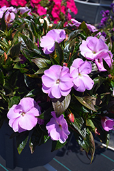 Super Sonic Lavender New Guinea Impatiens (Impatiens hawkeri 'Super Sonic Lavender') at The Mustard Seed