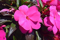 Super Sonic Lilac New Guinea Impatiens (Impatiens hawkeri 'Super Sonic Lilac') at The Mustard Seed