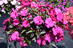 Super Sonic Lilac New Guinea Impatiens (Impatiens hawkeri 'Super Sonic Lilac') at The Mustard Seed