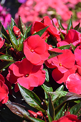 Super Sonic Magenta New Guinea Impatiens (Impatiens hawkeri 'Super Sonic Magenta') at The Mustard Seed