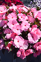 Super Sonic Pastel Pink New Guinea Impatiens (Impatiens hawkeri 'Super Sonic Pastel Pink') at The Mustard Seed