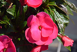 Super Sonic Pink New Guinea Impatiens (Impatiens hawkeri 'Super Sonic Pink') at The Mustard Seed