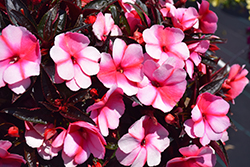 Super Sonic Sweet Cherry New Guinea Impatiens (Impatiens hawkeri 'Super Sonic Sweet Cherry') at The Mustard Seed