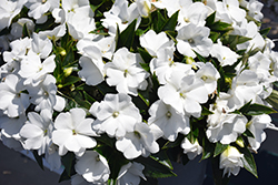 Super Sonic&reg White New Guinea Impatiens (Impatiens hawkeri 'Super Sonic White') at The Mustard Seed