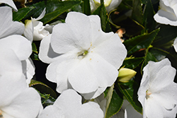 Super Sonic&reg White New Guinea Impatiens (Impatiens hawkeri 'Super Sonic White') at The Mustard Seed