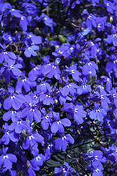 Techno Blue Lobelia (Lobelia erinus 'Techno Blue') at The Mustard Seed