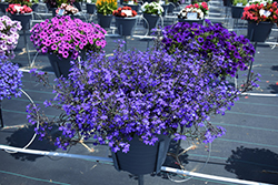 Techno Dark Blue Lobelia (Lobelia erinus 'Techno Dark Blue') at The Mustard Seed