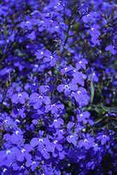 Techno Dark Blue Lobelia (Lobelia erinus 'Techno Dark Blue') at The Mustard Seed