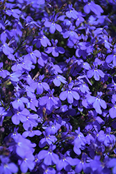 Techno Electric Blue Lobelia (Lobelia erinus 'Techno Electric Blue') at The Mustard Seed