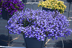 Techno Electric Blue Lobelia (Lobelia erinus 'Techno Electric Blue') at The Mustard Seed