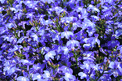 Techno Light Blue Lobelia (Lobelia erinus 'Techno Light Blue') at The Mustard Seed