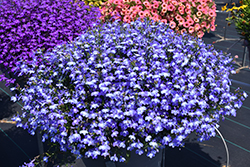 Techno Light Blue Lobelia (Lobelia erinus 'Techno Light Blue') at The Mustard Seed
