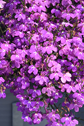 Techno Violet Lobelia (Lobelia erinus 'Techno Violet') at The Mustard Seed