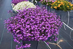 Techno Violet Lobelia (Lobelia erinus 'Techno Violet') at The Mustard Seed