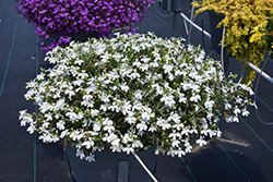 Techno White Lobelia (Lobelia erinus 'Techno White') at The Mustard Seed