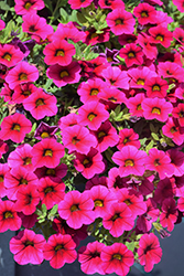 Superbells Cherry Red Calibrachoa (Calibrachoa 'USCAL23101') at The Mustard Seed