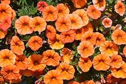 Superbells Dreamsicle Calibrachoa (Calibrachoa 'INCALDRSIM') at The Mustard Seed