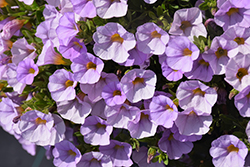 Superbells Miss Lilac Calibrachoa (Calibrachoa 'USCAL87502') at The Mustard Seed