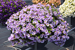 Superbells Miss Lilac Calibrachoa (Calibrachoa 'USCAL87502') at The Mustard Seed