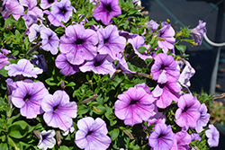Easy Wave Plum Vein Petunia (Petunia 'Easy Wave Plum Vein') at The Mustard Seed