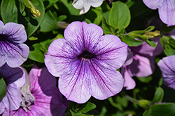 Easy Wave Plum Vein Petunia (Petunia 'Easy Wave Plum Vein') at The Mustard Seed