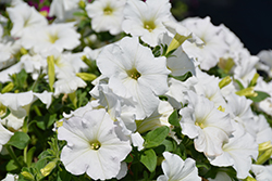 Easy Wave White Petunia (Petunia 'Easy Wave White') at The Mustard Seed